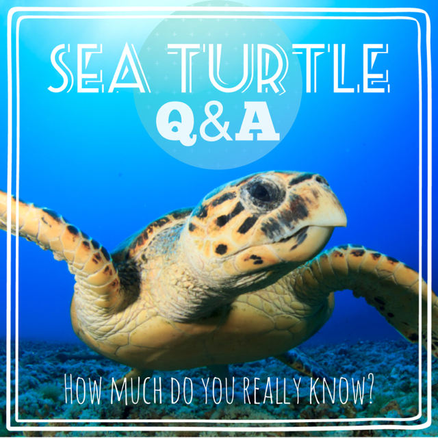 Photo Title Sea Turtle Q and A